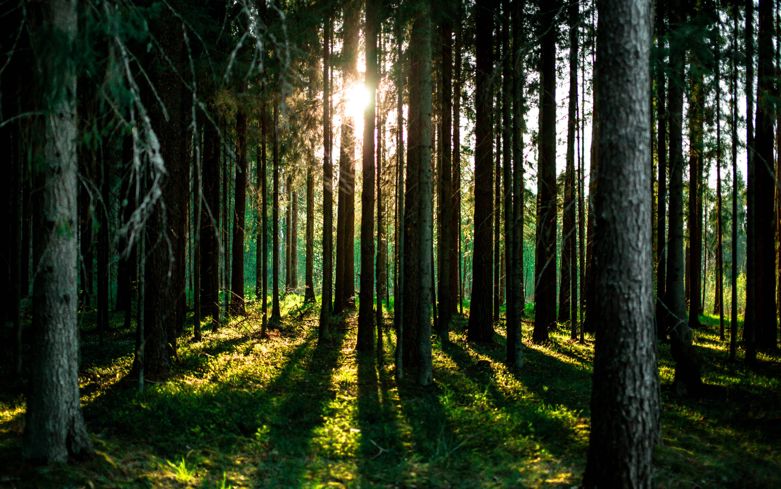 Wild forest in sunshine by Prosawood
